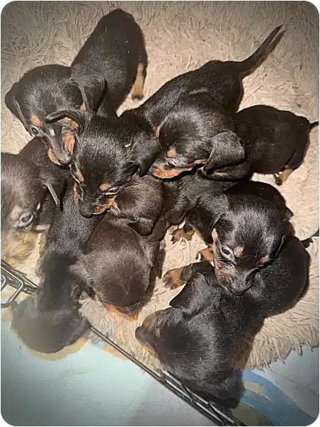 Group of small black and tan puppies huddled together on a beige rug inside a playpen.