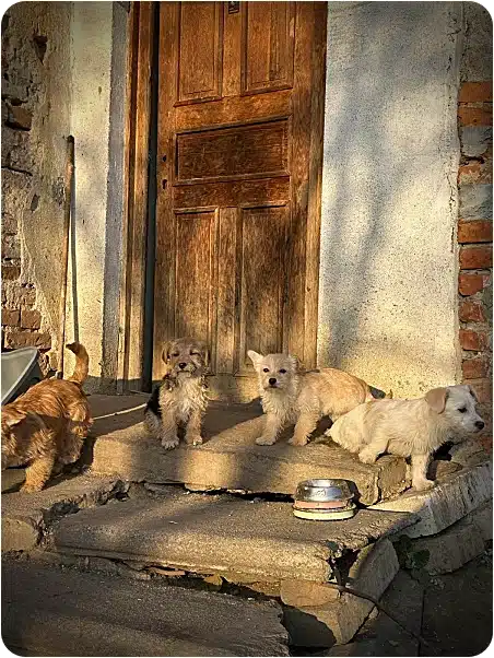 Four small puppies sit on a concrete front step in front of a wooden door, with a metal bowl nearby.