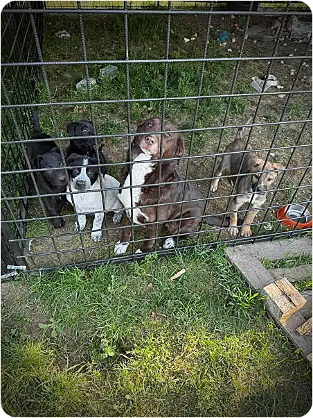 Five puppies inside a metal dog kennel on a grassy yard, looking toward the camera; a red bowl sits to the right.