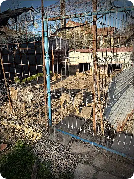Dogs inside a wire-enclosed outdoor kennel with dog houses, gravel ground, and a blue gate on a sunny day