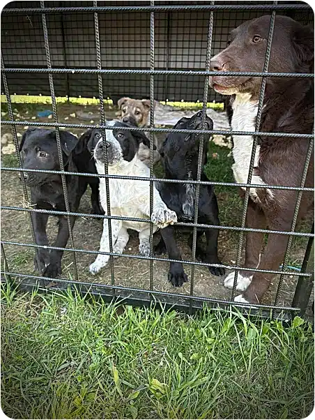 Group of dogs behind a chain-link fence in a yard; a black-and-white dog reaches its paw through the gate while others look on.