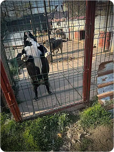 Black-and-white dog stands on hind legs pressing against a metal gate in a kennel, with other dogs in a fenced yard behind.