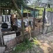 Dogs inside outdoor kennels in a fenced yard under a tree; a person stands in the background at a shelter.
