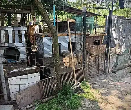 Dogs inside outdoor kennels in a fenced yard under a tree; a person stands in the background at a shelter.