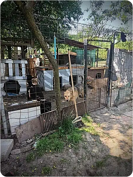 Dogs inside outdoor kennels in a fenced yard under a tree; a person stands in the background at a shelter.