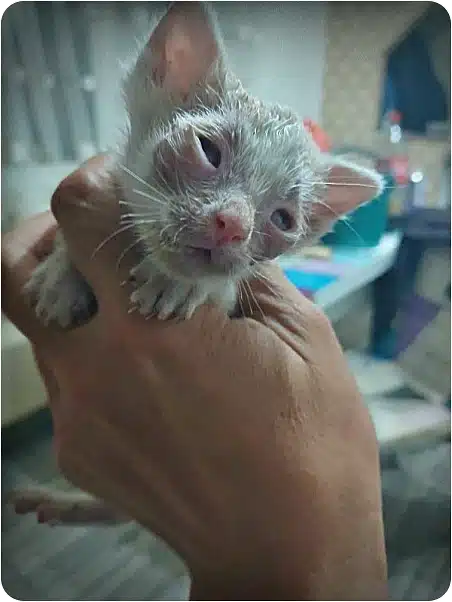 Very young, wet gray kitten being gently held in a person’s hand indoors.