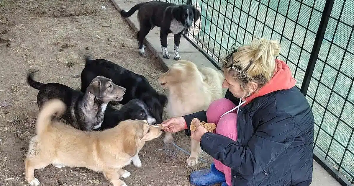 Woman in a dark jacket kneels by a group of dogs, offering treats through a fence in an outdoor enclosure.