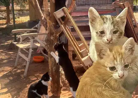 Two orange kittens in the foreground; a black-and-white kitten climbs a tree in a sunny yard with chairs and a bowl in the background.