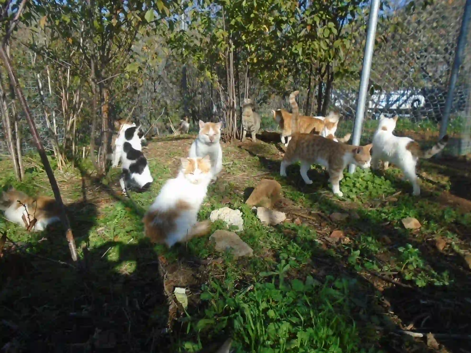 Group of cats outdoors in a garden area with bushes and a chain-link fence in the background.