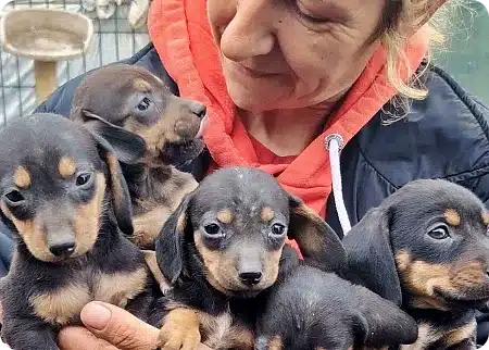 Woman in an orange hoodie cradles five dachshund puppies against her chest outdoors