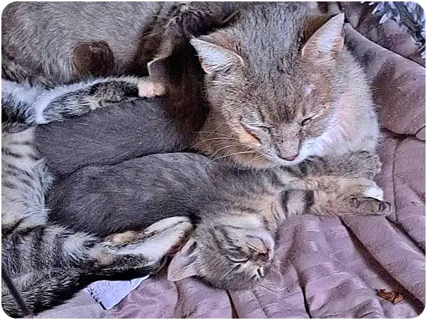 Two gray cats snuggling and napping on a purple quilt blanket.