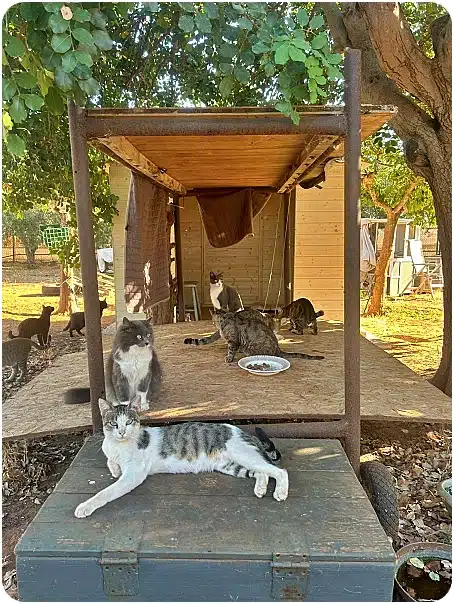 Outdoor cat shelter with several cats lounging on a wooden platform; a gray tabby rests on a blue chest in the foreground, while others wander around and a plate of food sits nearby under a tree.