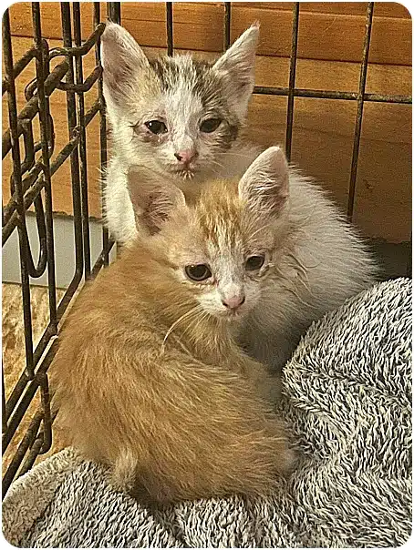 Two young kittens in a cage on a soft gray blanket, one orange and one white with gray markings.