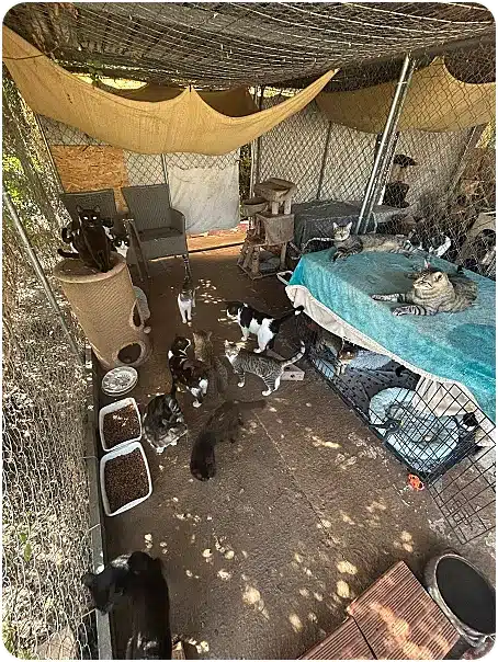 Outdoor cat shelter crowded with many cats in cages, on beds and perches, some eating from bowls, shaded by tarps and netting.