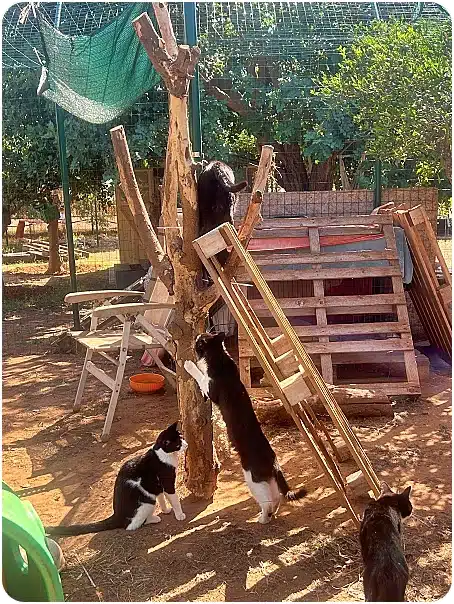 Three cats climb a makeshift wooden play structure in a sunny backyard, with pallets, chairs, and a ladder nearby.