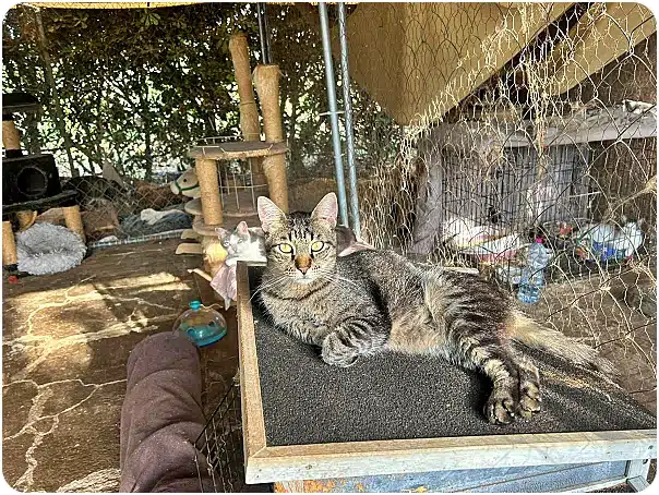Gray tabby cat lounging on a raised platform inside an outdoor cat enclosure.