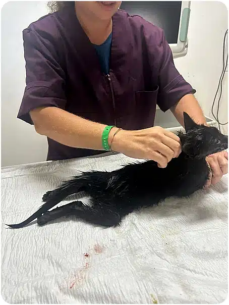 Veterinarian in purple scrubs examining a small black cat lying on a metal exam table.