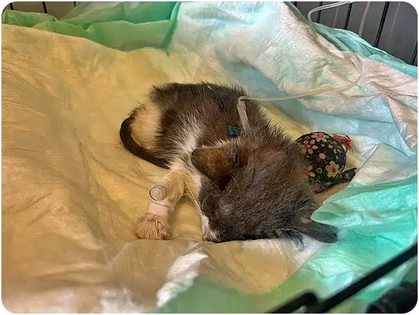 Injured fox cub with a bandaged leg and IV line resting on a blanket in a veterinary bed.