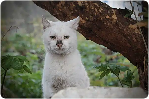 White cat with a dirty nose sitting outdoors under a tree branch, looking at the camera.