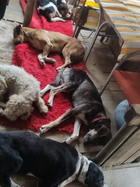 Several dogs are resting on a bright red shag rug on a wooden porch, beside chairs and household items outside a home.—informative image showing sleeping dogs in a porch area.