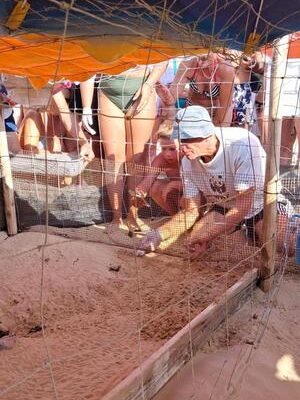People stand around a sandy trough inside a small fenced area, as a man wearing a cap handles an animal inside the wire enclosure under an orange canopy.