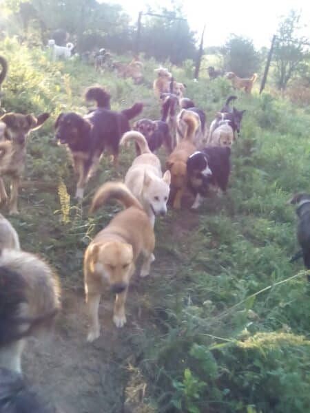 A large group of dogs walking through a grassy, overgrown field outdoors.