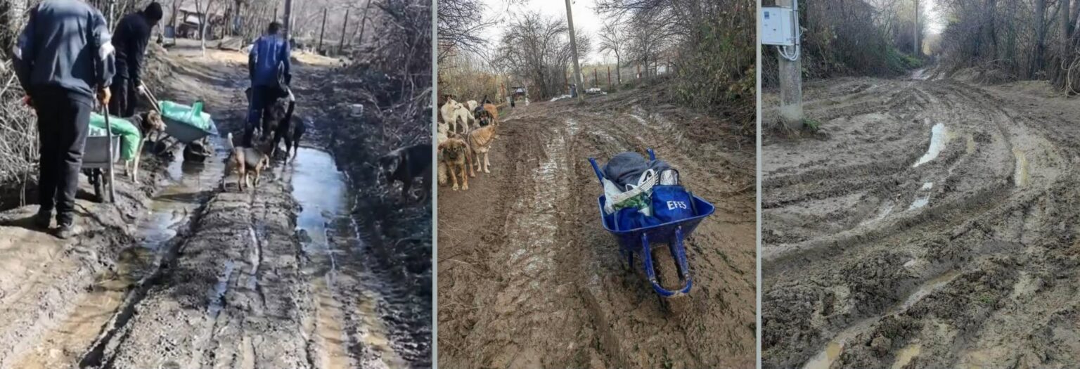 Triptych scene of volunteers cleaning a muddy rural road; a wheelbarrow and bags are being moved while several dogs stand nearby.