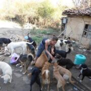 Person feeding and petting a large group of dogs in a rough outdoor yard beside an old house.