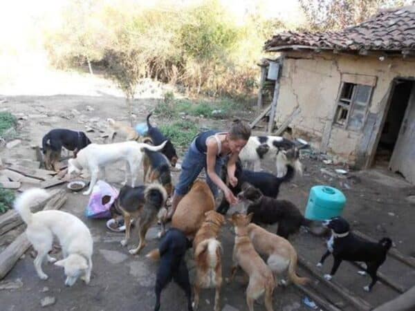Person feeding and petting a large group of dogs in a rough outdoor yard beside an old house.