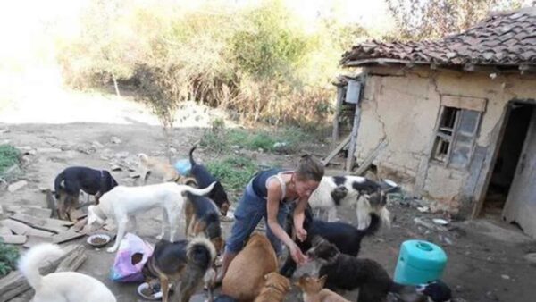 Person tending a large group of dogs in a yard beside a crumbling house with debris nearby.
