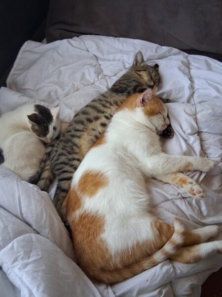 Three cats snuggling together on a white blanket: a tabby, an orange‑and‑white calico, and a white cat sleeping.