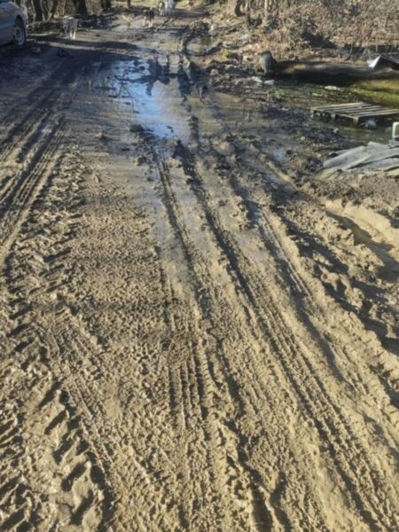 Muddy, rutted dirt road with standing water and scattered debris; dogs visible in the distance.