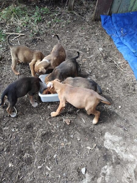 Five puppies crowd a white plastic tub to eat outdoors on dirt, near a blue tarp.