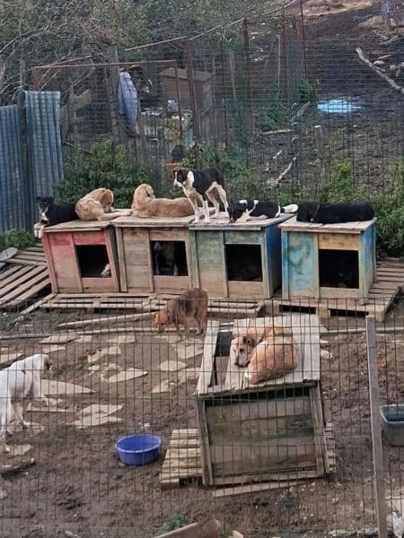 Several dogs lounging on weathered wooden dog houses inside a fenced yard.