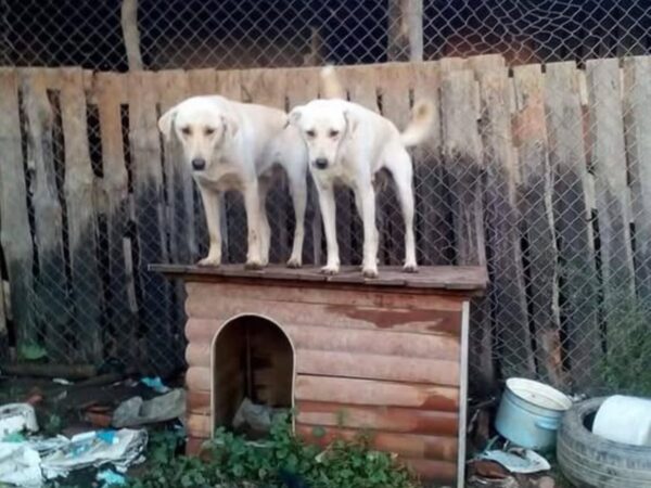 Two white dogs standing on a wooden doghouse platform beside a chain-link fence, amid clutter and debris.