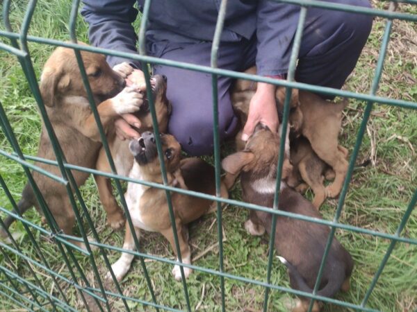 Several brown puppies inside a green wire pen being petted by a person wearing a dark jacket outdoors.