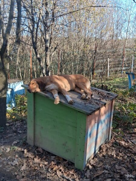 Brown dog sleeping on a green wooden doghouse in a yard, with autumn leaves and bare trees in the background.