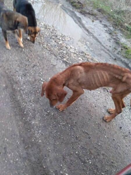 Brown, lean dog sniffing the ground on a rocky dirt road, with a dark dog in the background near a puddle.