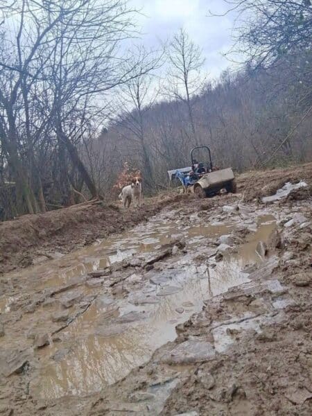 White and brown dog standing on a muddy forest path with a small trailer in the background.