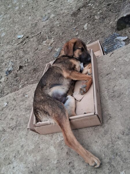 A brown and black dog sleeping in a cardboard box on a dirt ground outdoors, with its head resting on the box edge.