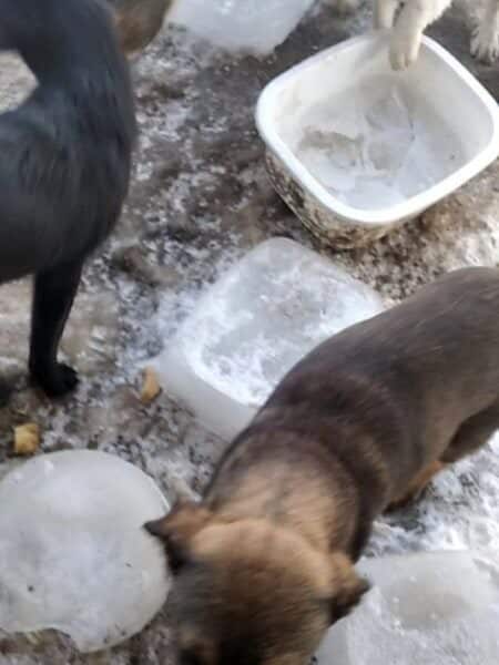 Two dogs stand on a snowy, icy ground near a white plastic tub filled with ice cubes and slush.