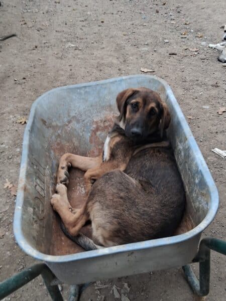 A brown and black dog lying in a blue wheelbarrow outdoors, looking toward the camera on a dirt ground.