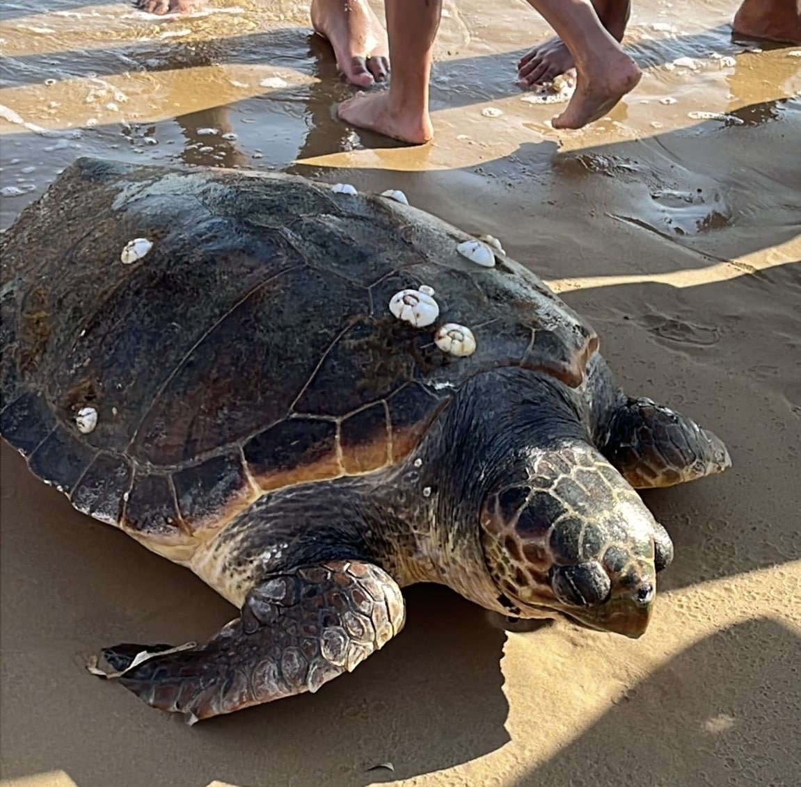 Adult sea turtle resting on a sandy beach with small white shells attached to its shell, while several people’ s feet are visible nearby in the background.