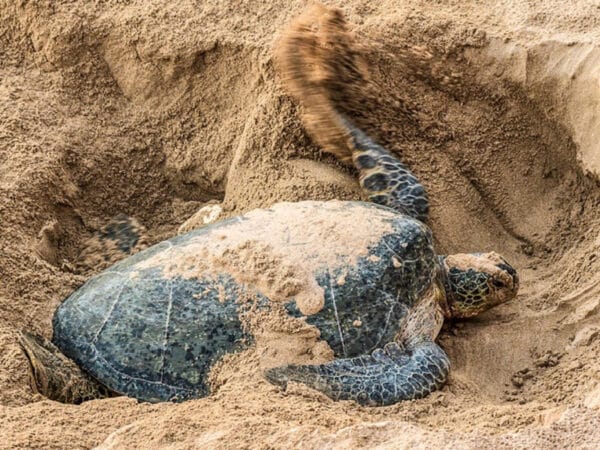 Sea turtle partially buried in sand on a beach, with head and flipper visible.