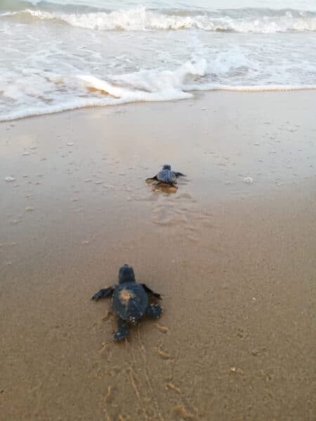 Two baby sea turtles crawling toward the ocean on a sandy beach.