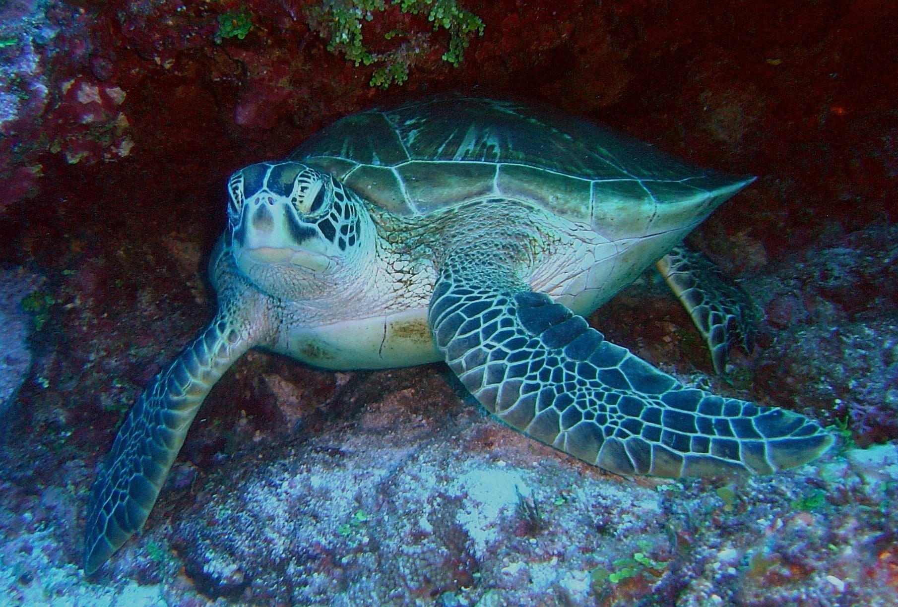 Sea turtle gliding over a colorful coral reef, photographed from above and close up on its face and flippers.