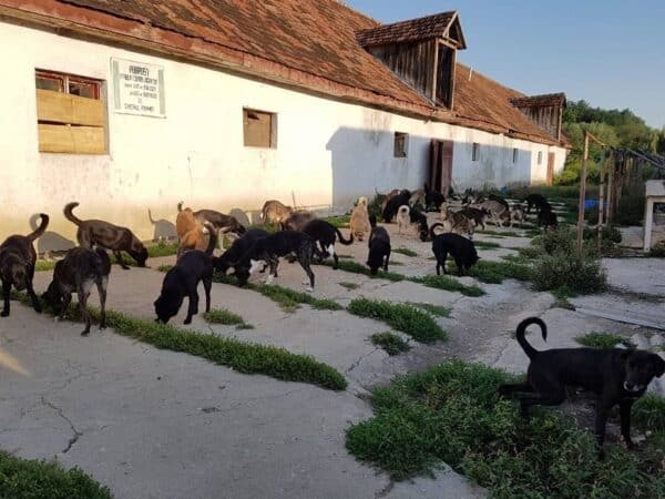 Group of dogs wandering outside a white country building with a red-tiled roof and overgrown path.