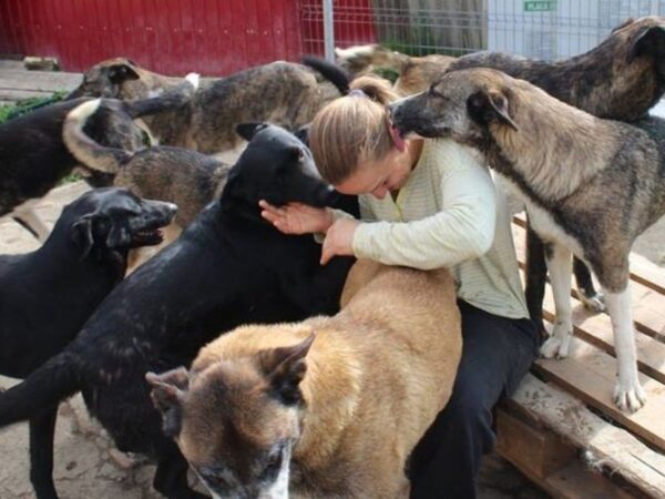 Woman sitting on a bench, surrounded by several dogs licking her face and hands.