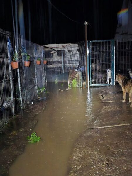 Nighttime flooded yard: muddy water covers the ground, a dog stands near a metal gate, with a caravan in the background and potted plants along the fence.