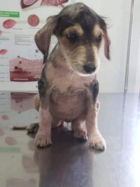 Small scruffy dog sitting on a metal examination table at a veterinary clinic.